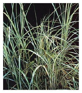 CAREX muskinensis 'Ice Fountains'